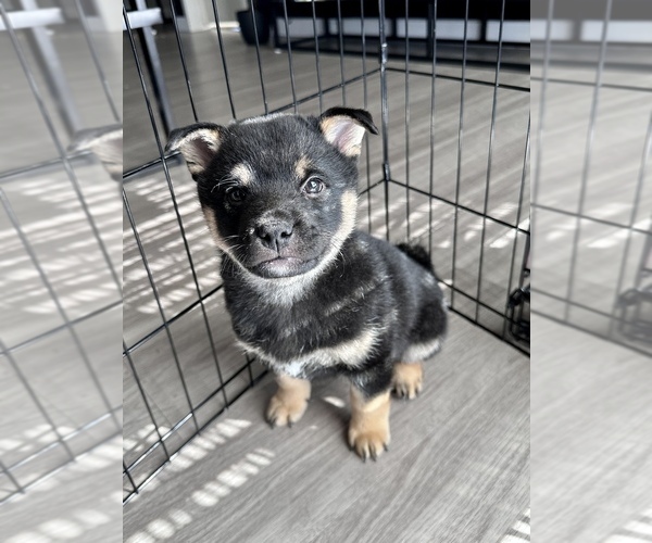 Full screen Photo #4 Shiba Inu Puppy For Sale in DENVER, CO, USA