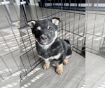 Small Photo #4 Shiba Inu Puppy For Sale in DENVER, CO, USA