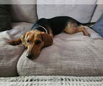 Small #1 Beagle Mix