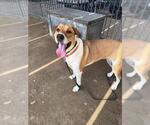 Small Boxer Mix