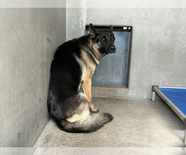 Medium Photo #1 German Shepherd Dog Puppy For Sale in San Bernardino, CA, USA