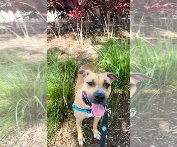 Medium Photo #7 Mutt Puppy For Sale in Pompano Beach , FL, USA