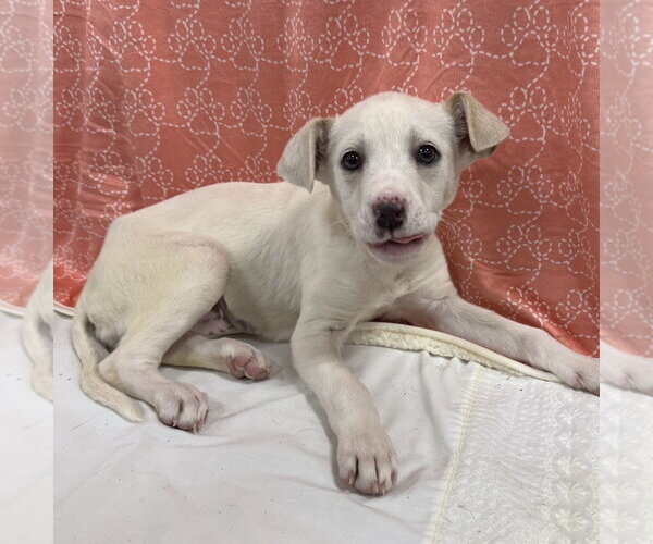 Medium Photo #19 Labrador Retriever-Unknown Mix Puppy For Sale in Oakhurst, NJ, USA