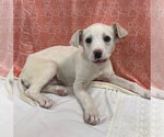 Small #18 Labrador Retriever Mix