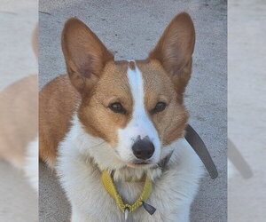 Unknown-Welsh Corgi Mix Dogs for adoption in Genesee, WI, USA