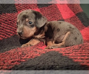 Medium Dachshund