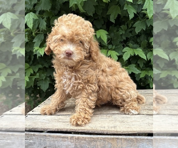 Medium Photo #2 Poodle (Miniature) Puppy For Sale in MIDDLEBURY, IN, USA