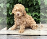 Small #1 Poodle (Miniature)