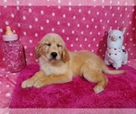 Small Photo #11 Golden Retriever Puppy For Sale in COLORADO SPRINGS, CO, USA