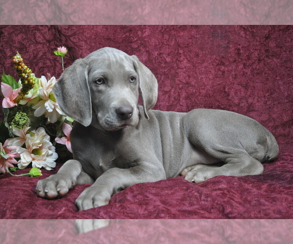 Medium Photo #2 Weimaraner Puppy For Sale in BREMEN, GA, USA