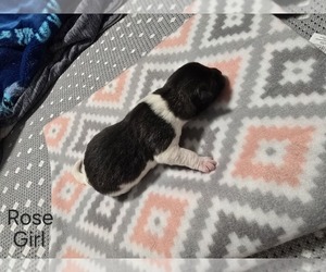 Akita Puppy for sale in HUTCHINSON, MN, USA