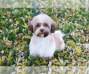 Havashu Puppy for sale in SYRACUSE, IN, USA