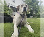 Small #10 Labrador Retriever Mix
