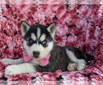 Small #4 Siberian Husky