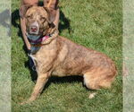 Small #2 Coonhound-Labrador Retriever Mix