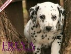Small Photo #27 Dalmatian Puppy For Sale in ENID, OK, USA