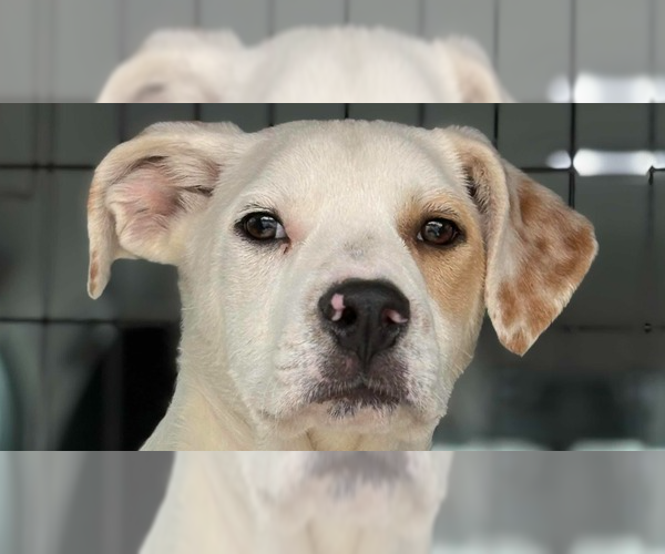 Medium Photo #1 Labrador Retriever-Unknown Mix Puppy For Sale in Utica, NY, USA