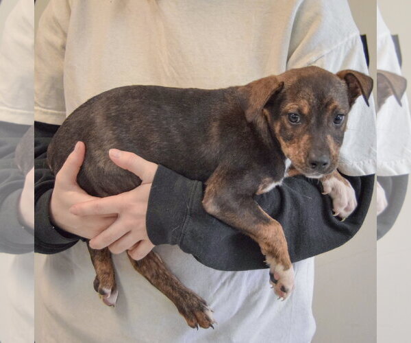 Medium Photo #2 Jack Russell Terrier-Unknown Mix Puppy For Sale in Huntley, IL, USA