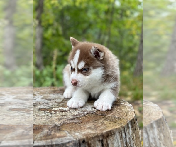 Medium Photo #15 Pomsky Puppy For Sale in STAPLES, MN, USA