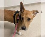 Small #3 Labrador Retriever-Shiba Inu Mix