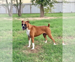 Boxer Dogs for adoption in Dumont, NJ, USA