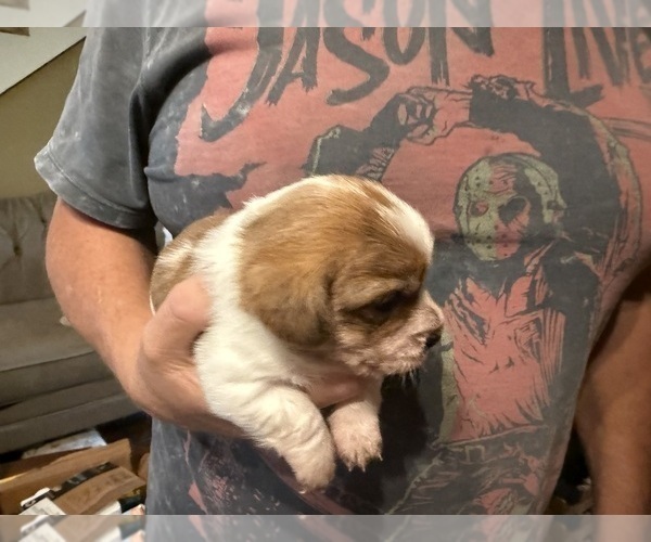 Medium Photo #17 Schweenie Puppy For Sale in DOTHAN, AL, USA