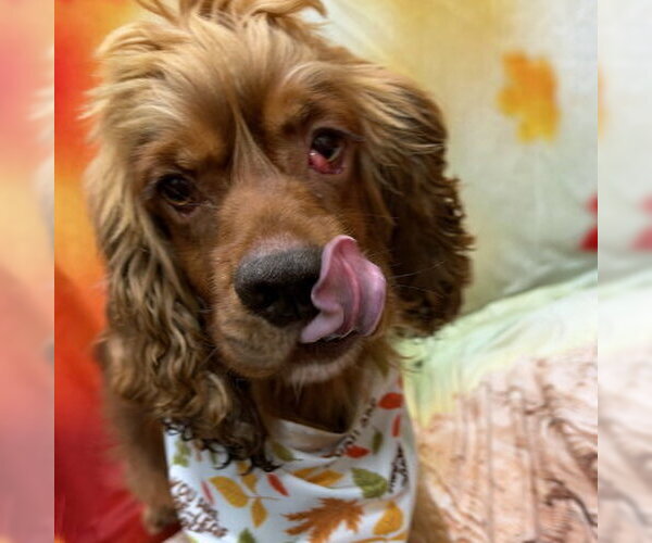 Medium Photo #1 Cocker Spaniel Puppy For Sale in Arlington, VA, USA