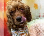 Arlow - Male Cocker Spaniel Dog for Adoption - Small photo