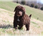 Small Photo #5 Poodle (Standard) Puppy For Sale in ROGERSVILLE, AL, USA