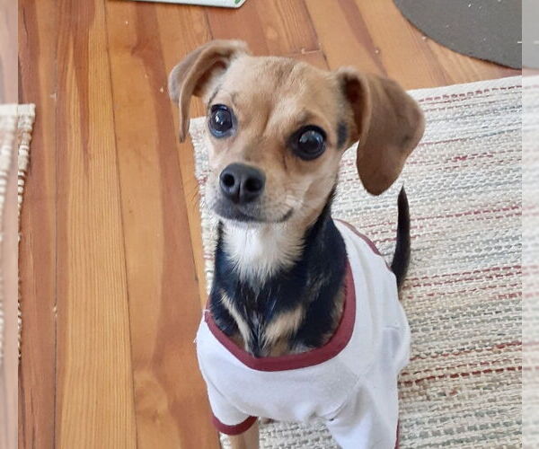 Medium Photo #1 Chihuahua-Unknown Mix Puppy For Sale in Alexandria, KY, USA