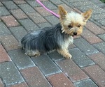 Yoyo - Female Yorkshire Terrier Puppy for Sale - Photo #4