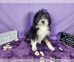 Small Photo #57 Bernedoodle-Poodle (Toy) Mix Puppy For Sale in BLACK FOREST, CO, USA
