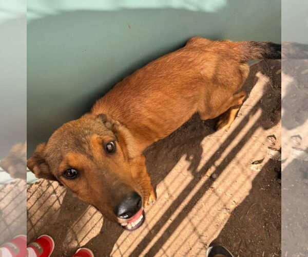 Medium Photo #2 German Shepherd Dog-Unknown Mix Puppy For Sale in Grafton, WI, USA