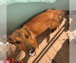 Small #1 German Shepherd Dog Mix