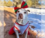 Small Photo #172 American Pit Bull Terrier Puppy For Sale in Kanab, UT, USA