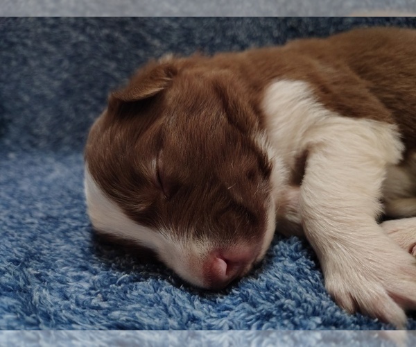 Medium Photo #17 Border Collie Puppy For Sale in NORBORNE, MO, USA