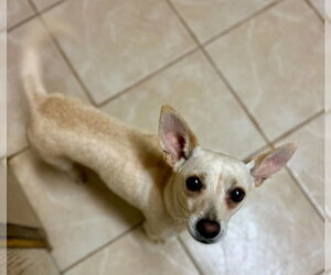 Miss Bradley - Female Chihuahua-Unknown Mix Dog for Adoption - Photo #3