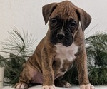 Small #2 Boxer
