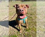 Small #7 American Staffordshire Terrier