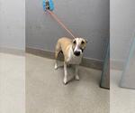 Small Bull Terrier Mix