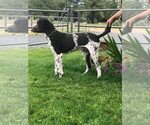 Small Photo #1 Poodle (Standard) Puppy For Sale in HOLBROOK, AZ, USA