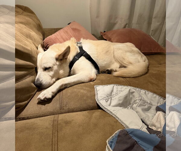 Medium Photo #7 German Shepherd Dog-Unknown Mix Puppy For Sale in Fargo, ND, USA