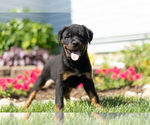 Small Photo #12 Rottweiler Puppy For Sale in NAPPANEE, IN, USA