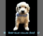 Small #3 English Cream Golden Retriever