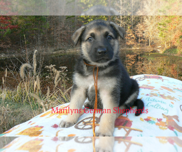 Medium Photo #3 German Shepherd Dog Puppy For Sale in PIEDMONT, MO, USA