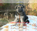 Small #2 German Shepherd Dog