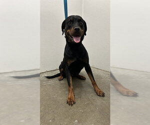 Rottweiler Dogs for adoption in Rosenberg, TX, USA