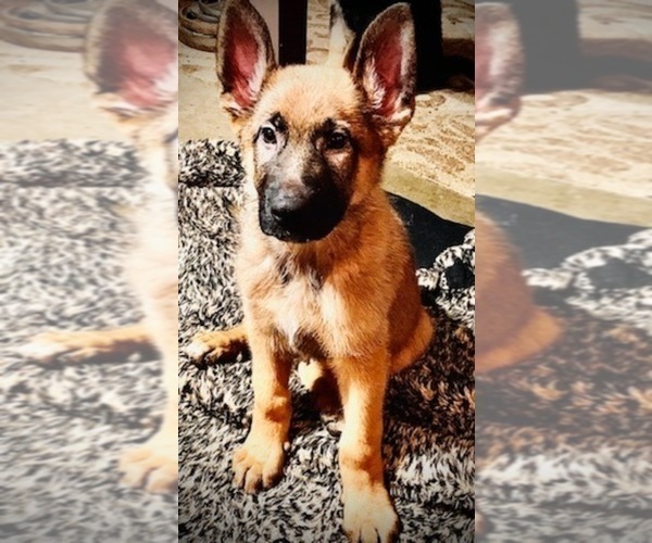 Medium Photo #4 German Shepherd Dog Puppy For Sale in CLOVIS, CA, USA
