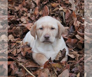 Labrador Retriever Puppy for sale in MYERSTOWN, PA, USA