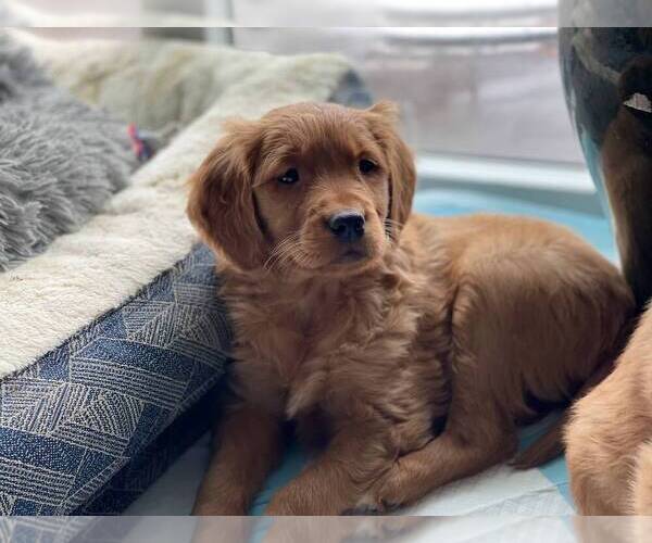 Medium Photo #5 Golden Retriever Puppy For Sale in GOLDEN, CO, USA